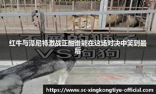 红牛与泽尼特激战正酣谁能在这场对决中笑到最后